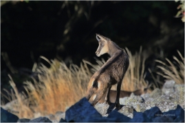 <p>KAMZÍK HORSKÝ (Rupicapra rupicapra) Lužické hory, Studenec ---- /Chamois - Gämse/</p>